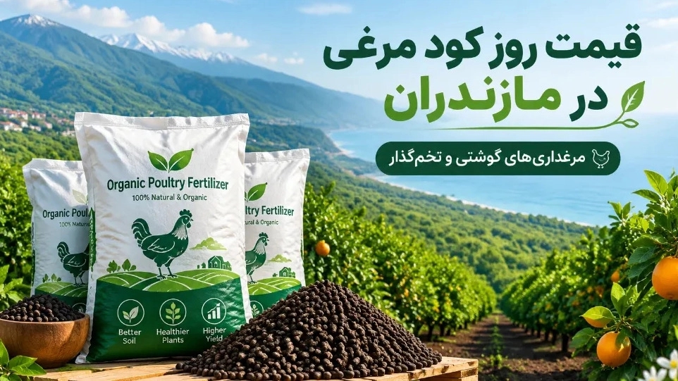 قیمت کود مرغی مرغداری‌ های گوشتی و تخم‌ گذار در مازندران