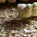 Buying and selling chicken manure and production and distribution of Nima Mahmoudi Poultry Poshal in Sari