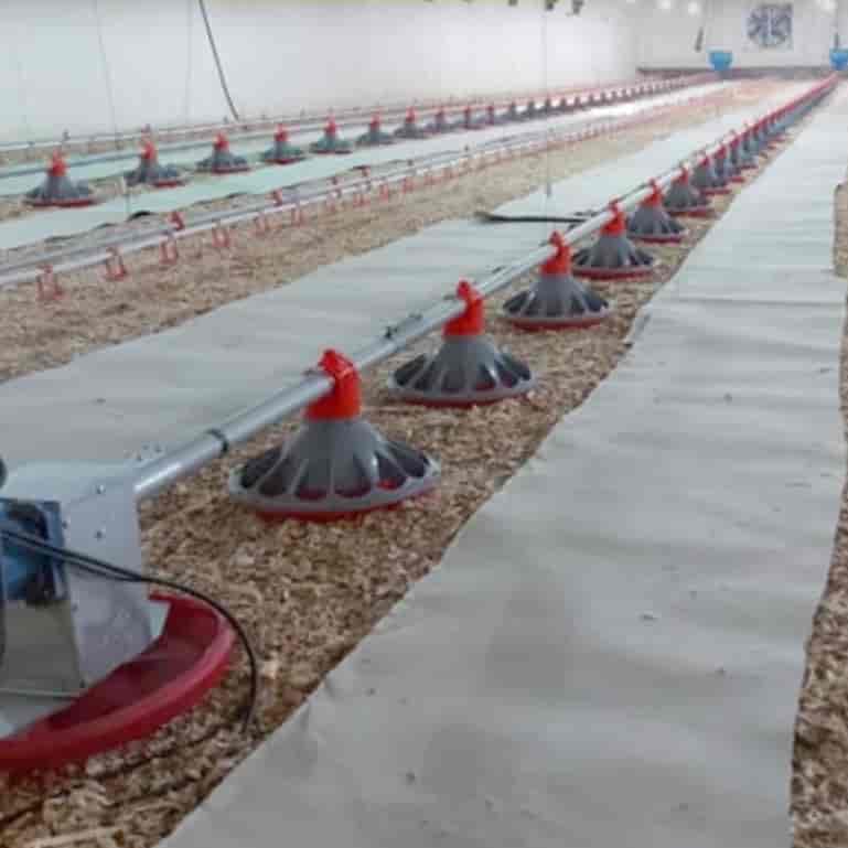 رول کاغذی بستر مرغداری