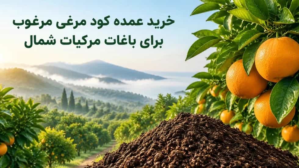خرید عمده کود مرغی مرغوب برای تغذیه باغات مرکبات شمال
