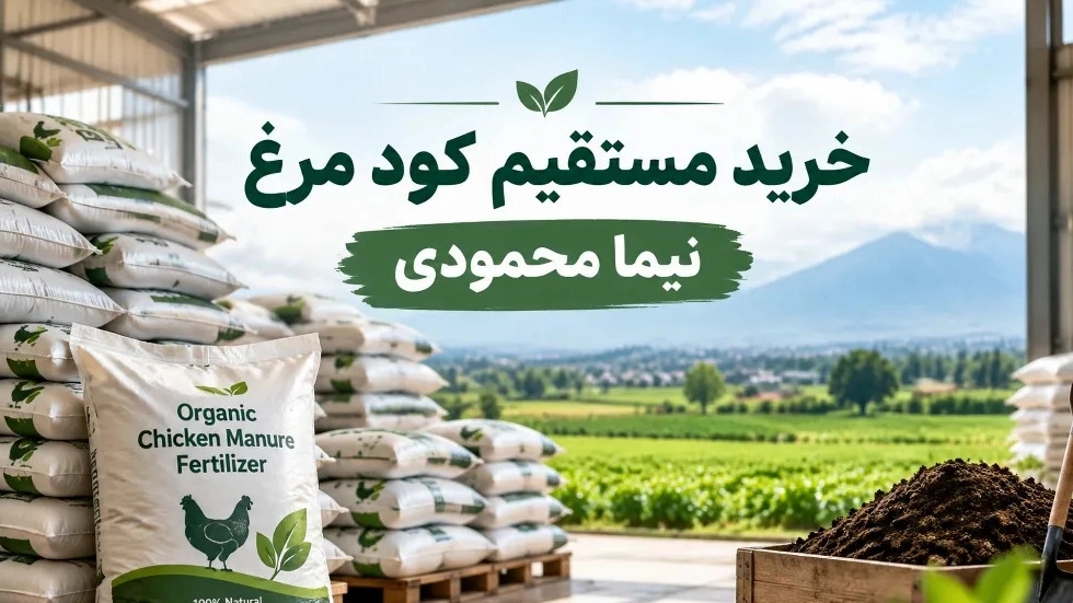 Direct purchase of chicken manure from the poultry farmer in Mazandaran at the best price Direct purchase of chicken manure from the poultry farmer in Mazandaran at the best price